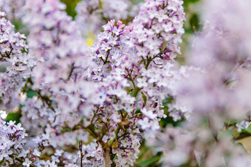 Purple lilac flowers as a background/ Syringa vulgaris.