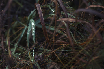 dew drops on the grass