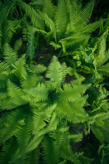 Fototapeta na wymiar green ferns in the forest