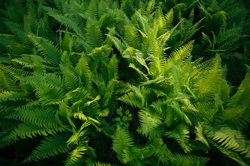 green ferns in the forest