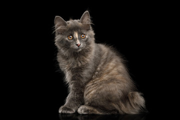 Naklejka na ściany i meble Cute Kurilian Bobtail Kitten with tortoise fur Sitting Isolated Black Background