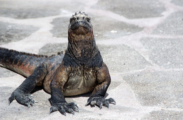 Wilde Riesenechsen auf den Galapagos Inseln