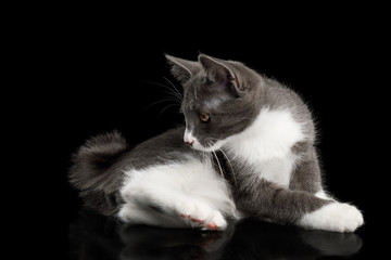 Cute Kurilian Bobtail Kitten with white paws Lying and Curious Looking on tail, Isolated Black Background