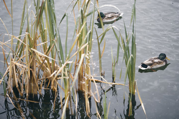 wintering birds, ducks, sparrows under the snow