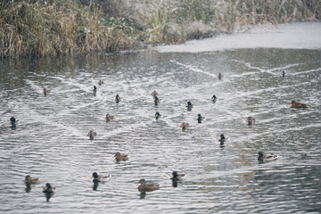 wintering birds, ducks, sparrows under the snow