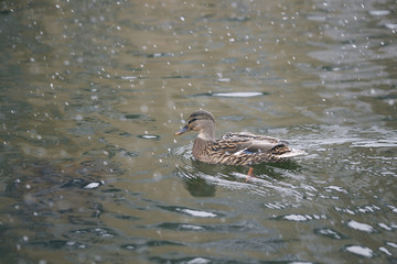 wintering birds, ducks, sparrows under the snow