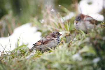 wintering birds, ducks, sparrows under the snow