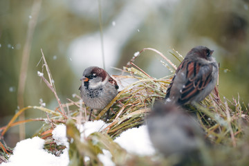 wintering birds, ducks, sparrows under the snow