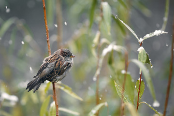 wintering birds, ducks, sparrows under the snow