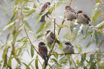 wintering birds, ducks, sparrows under the snow