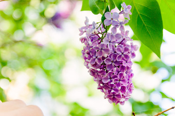 Spring branch of blossoming lilac