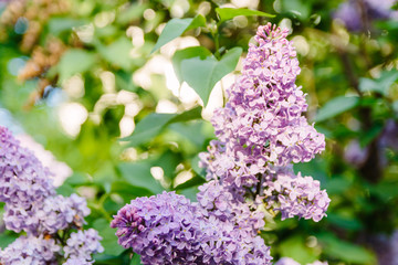 Spring branch of blossoming lilac