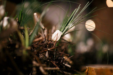 White tulips, wedding decoration, wedding bouquet