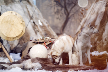 Husky dogs near the northern stony.