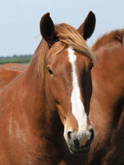 Rare Breed Head Shot