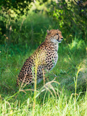 African cheetah, Masai Mara National Park, Kenya, Africa. Cat in nature habitat. Greeting of cats (Acinonyx jubatus)
