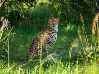 Obraz premium African cheetah, Masai Mara National Park, Kenya, Africa. Cat in nature habitat. Greeting of cats (Acinonyx jubatus)