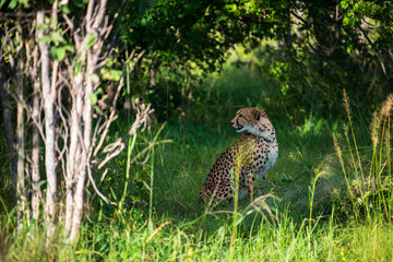 African cheetah, Masai Mara National Park, Kenya, Africa. Cat in nature habitat. Greeting of cats (Acinonyx jubatus)