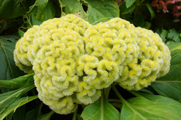 Cockscomb, Chinese Wool Flower, Celosia argentea L. var. cristata (L.) Kuntze