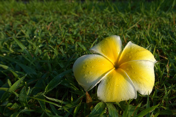 single yellow on a dark green grass background