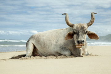Cattle on the beach in Transkei, Eastern Cape, South Africa