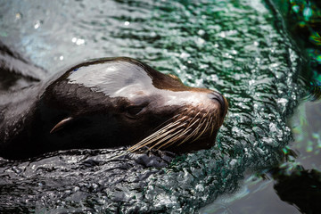 Fur seal head in the water