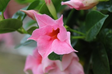 Pink blühende Mandevilla, Dipladenia, Blüten und Blätter, Nahaufnahme mit selektivem Fokus