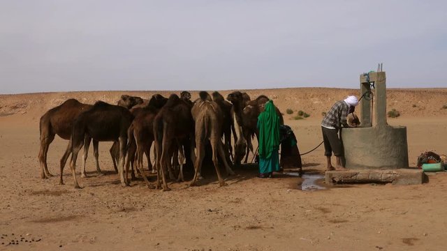 Berbers pour water for camels in the Sahara Desert, Morocco, Africa,4k