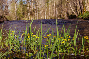 Latvia.pa green coast with old trees floods river with Irving Falls