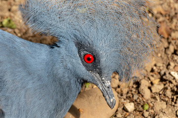 Crowned pigeon 2