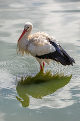 White Stork reflected