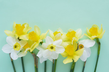 Flowers white and yellow daffodils on a colored background, top view, flat layout. 