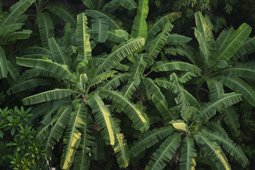 Top view of Green Banana Leaves Trees with morning light shade background