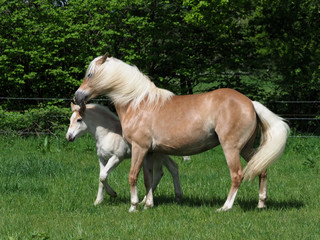 Beautiful Mare and Foal