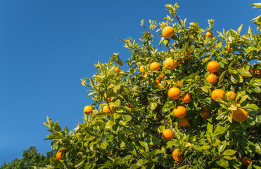 Cropped shot view of New Zealand grapefruit (Poor man's Orange) on grapefruit tree.