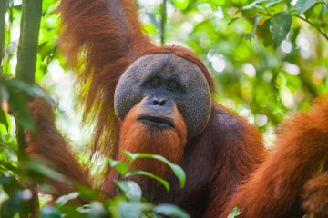 Obraz premium Portret samca orangutana sumatrzańskiego Pongo abelii w Parku Narodowym Gunung Leuser, Sumatra, Indonezja.