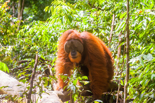 Portrait of male Sumatran orangutan Pongo abelii in Gunung Leuser National Park, Sumatra, Indonesia.