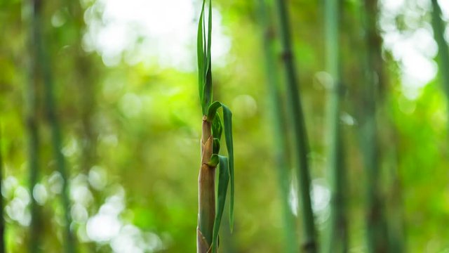 Time Lapse Of Bamboo Shoot Growing In The Bamboo Forest At Sichuan China, 4k