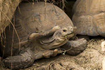 Fototapeta premium Tortue sillonnée, Tortue de savane, Geochelone sulcata, Centrochelys sulcata, Sénégal