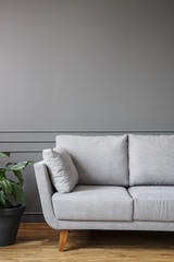 Light grey sofa standing in living room interior with potted plant and empty wall. Place your...
