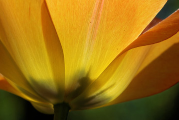 Yellow tulip