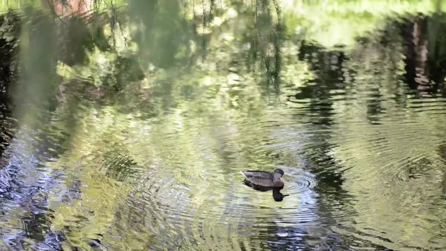 Duck swimming in a pond at summer