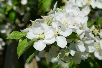 Weiße Apfelblüten, Blütezeit in Südtirol