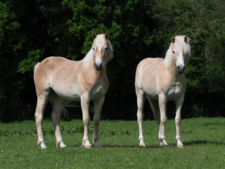 Obraz na płótnie Canvas A group of young horses