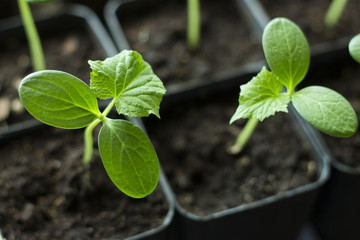 Young green shoots, cucumber seedlings close-up. ecology concept