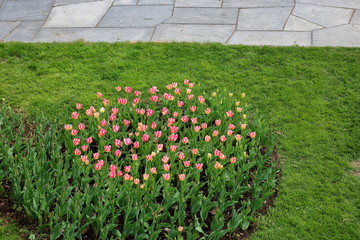 Zadbany klomb z różowymi i żółtymi kwiatami, tulipanami, na zielonej przystrzyżonej trwaie, u...