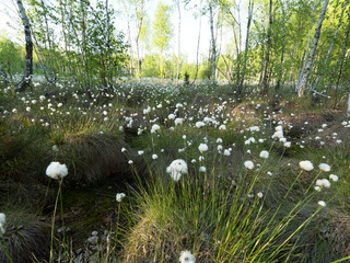 Kwitnąca wełnianka (Eriophorum) na Bagnach Biebrzańskich - obrazy, fototapety, plakaty