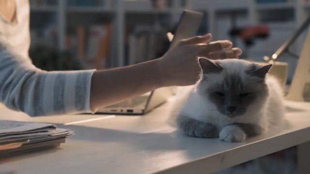 Woman working with a laptop and cuddling her cat