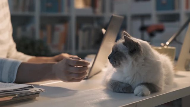 Woman working with a laptop and cuddling her cat