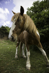 Obraz premium Horse in field